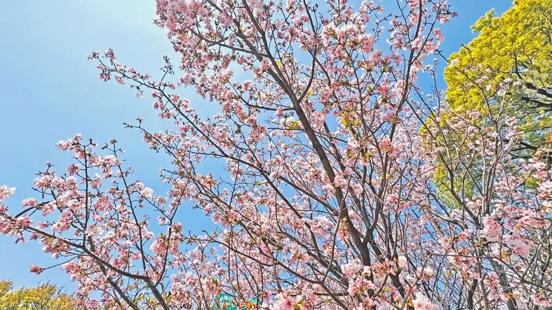 3月午後徜徉浪漫陽明山
