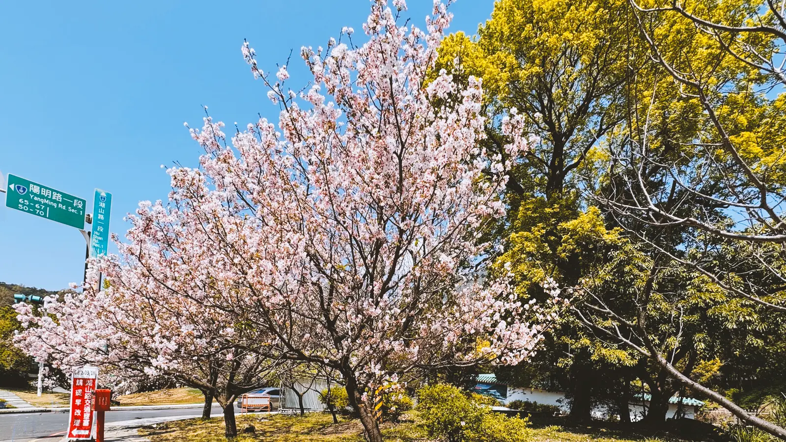 湖山路一段櫻花群